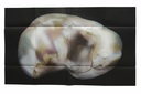 anatomy6.jpg